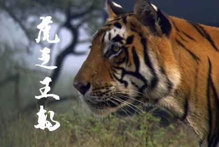 纪录片：虎之王朝（高清版）