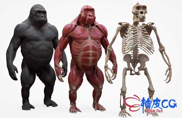 ZBrush大猩猩肌肉骨骼组织3D扫描解剖高精度3D模型