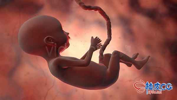 胎儿运动4K高清视频素材