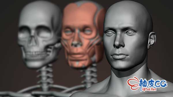 Blender全程雕刻解剖男性人物角色视频教程