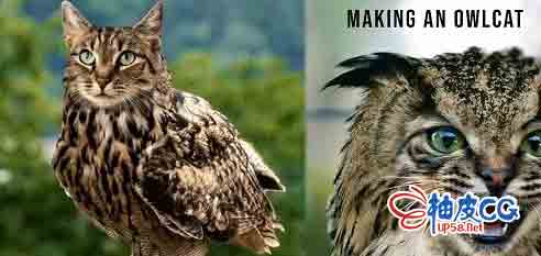 Photoshop合成猫头鹰图像视频课程(中文字幕)