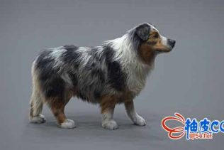 在Maya中XGen创建真实小狗毛发工作流程视频教程REALISTIC DOG GROOMING FOR PRODUCTION WITH XGEN WITH JORDAN SOLER