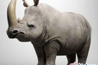 Maya增强插件工具Zoo Tools 2.4.1 + 视频教程