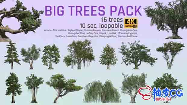 16种树木风中摇曳动态视频素材