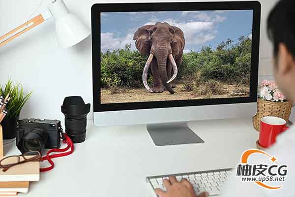 Photoshop野生动物自然摄影师后期处理综合视频教程